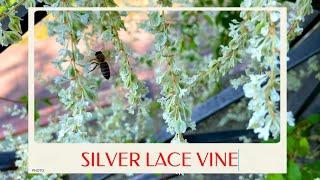 calm journey into the realm of beautiful silver lace vine flower