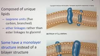 Archaeal cell structure