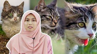 Ini Tanda Kucing Anda Sedang Nazak