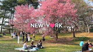 4KNYC Spring Walk Central Park & Upper East Side Austrian Café SabarskyMar. 2024.