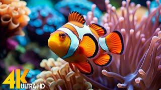 Aquarium 4K VIDEO ULTRA HD  Beautiful Coral Reef Fish - Relaxing Sleep Meditation Music #138