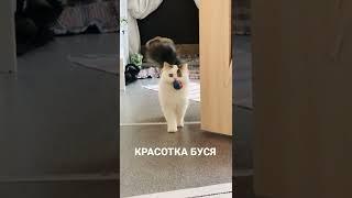 КРАСОТКА БУСЯ КОШКА ХАЙЛЕНД СТРАЙТ