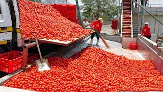 How TOMATO SAUCE is made in factories   How CANNED tomato SAUCE is prepared