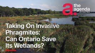 Can Ontario Stop Invasive Phragmites Chokehold on Wetlands? ONsite