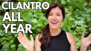 Growing Cilantro & How to Keep it Growing Year Round