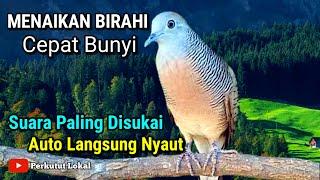 Perkutut lokal gacor Suara Besar Pancingan Birahi Cepat Bunyi #perkutut #perkututlokalgacor