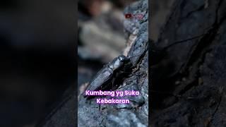 Serangga Detektor Kebakaran Hutan #feedshorts #faktaunik #animals #fakta #shortvideo