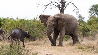 The Amazing Moment Elephant Lundi Chases Buffalo at the Waterhole & Her Herd Come to Support