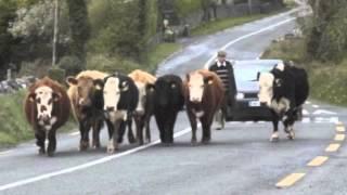 Corks 96FM - Man Hits Cow