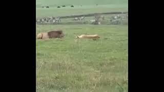 Dog attacks on Lions