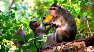 Baby monkey come to ask mother monkey for share some sweet mango to eat but she not share to baby