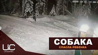 СОБАКА ЦЕНОЙ ЖИЗНИ СПАСЛА РЕБЕНКА ОТ ВОЛКА  СИНДОР