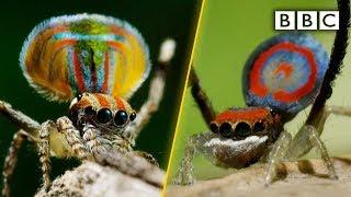 Peacock spiders dance for your life - BBC