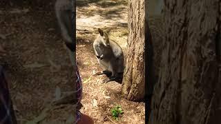 Snootch the Wallaby