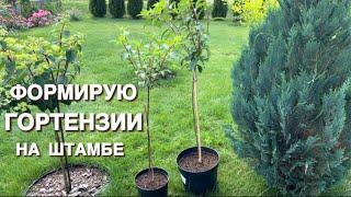 ДЕЙСТВЕННЫЙ СПОСОБ. СПУСТЯ 2 МЕСЯЦА. КАК Я ФОРМИРОВАЛА ГОРТЕНЗИЮ НА ШТАМБЕ.