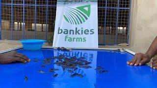 FISH Restocking of Bankies Farms Ghana 5th032023