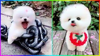 TOP Cutest and Funniest Moments of Pomeranian Puppies  #513