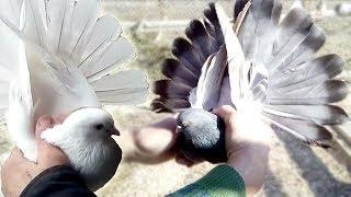 Nikolaev pigeons. Couples White Dairy and Krymaki. Doves of Ukraine