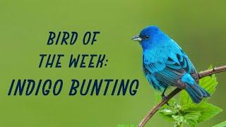 Bird of the Week Indigo Bunting