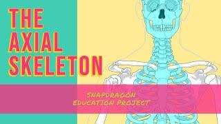 THE AXIAL SKELETON