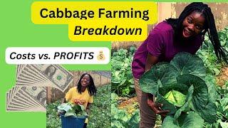 Cabbage Cash Flow Breaking Down Costs vs. MAXIMIZING PROFITS  The profit I made on my cabbage farm