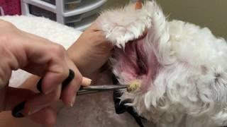 pulling ear hair ear infection matted