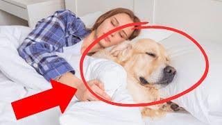 Why Does Your Dog Sleep with You?  Heres What it Really Means