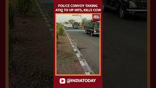Police Convoy Taking Gangster Atiq Ahmed To UPs Prayagraj Hits Kills Cow In Shivpuri #shorts