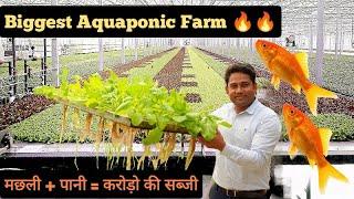 मछली से उगने वाली सब्जी करोड़ो की  Biggest Aquaponic Farm  Hello Kisaan