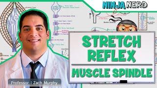 Neurology  Spinal Cord Stretch Reflex  Muscle Spindle