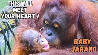 Orangutan Baby Receives Heartwarming Kisses + Big Feed