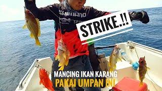 Mancing ikan kerapu merah dan ikan karang kuning pakai umpan ini dijamin 1000% Strike .