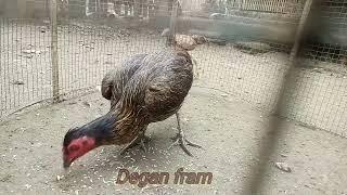 BIRMA MORENA BIRMA GOSTANBANGKOK MODEREN PAMA ATRET TIMPUKBurma Roosters fighting