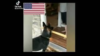 anjing Amerika vs Anjing Rusia part 4