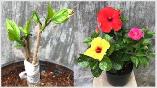 How to make colorful hibiscus flowers on a tree  Hibiscus