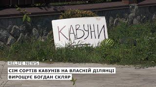 Сім сортів кавунів на власній ділянці вирощує Богдан Скляр   #relifenews