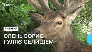 «Наша зірка» у селищі на Рівненщині до місцевих приходить дикий олень