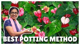 Anthurium Plant Care and Potting Method  Interesting Fact about Anthurium Malayalam