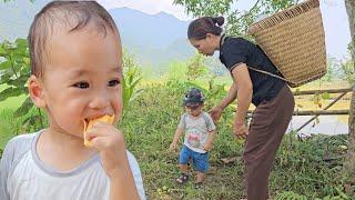 Harvesting Figs - Crisp and delicious taste throughout spring and summer