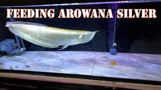FEEDING ARWANA - AROWANA SILVER