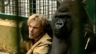 Gorilla Gorilla - Damian Aspinall & Kifu at Howletts Wild Animal Park Kent