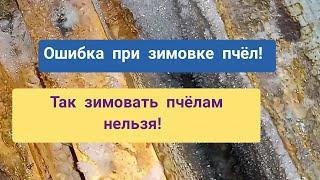 Ошибка при зимовке пчёл Так нельзя зимовать пчёламНеправильно организована зимовка пчёл