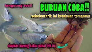 Cara mengatasi ikan nila ngambang dan gak mau makan umpan pancing #237