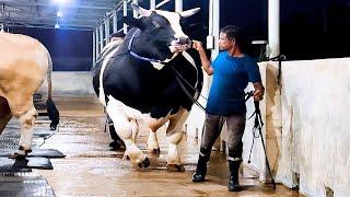 1200 KG Holstein Friesian bull  Brownies Ranch