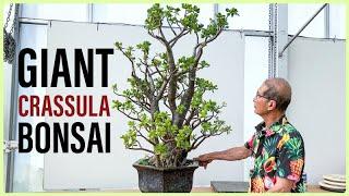 GIANT Crassula Bonsai Beware Dramatic Pruning