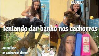 VLOG TENTEI DAR BANHO NOS MEUS CACHORROS