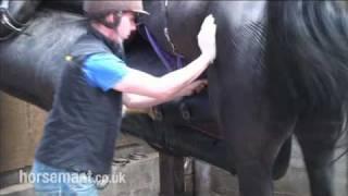 How to collect semen from a stallion