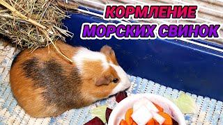 Кормление морских свинок. Что едят и чем можно кормить морскую свинку?