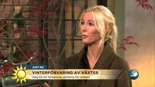 Så överlever dina växter vintern bäst - Nyhetsmorgon TV4