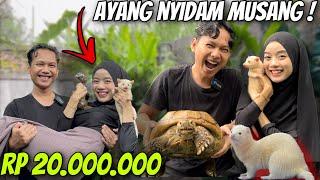 ISTRIKU NYIDAM MUSANG  TOLONG MAHAL BANGET 